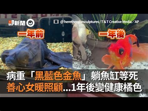 黑色黑牡丹金魚|黑牡丹金魚養護指南